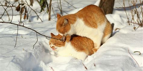 Cat Porn Videos .